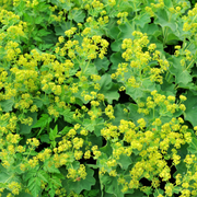 Lady's Mantle
