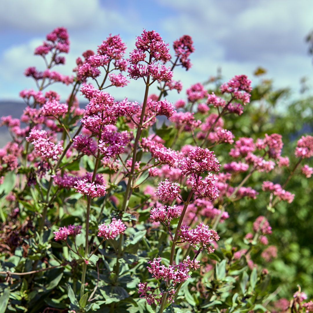 Jupiter's Beard, Red