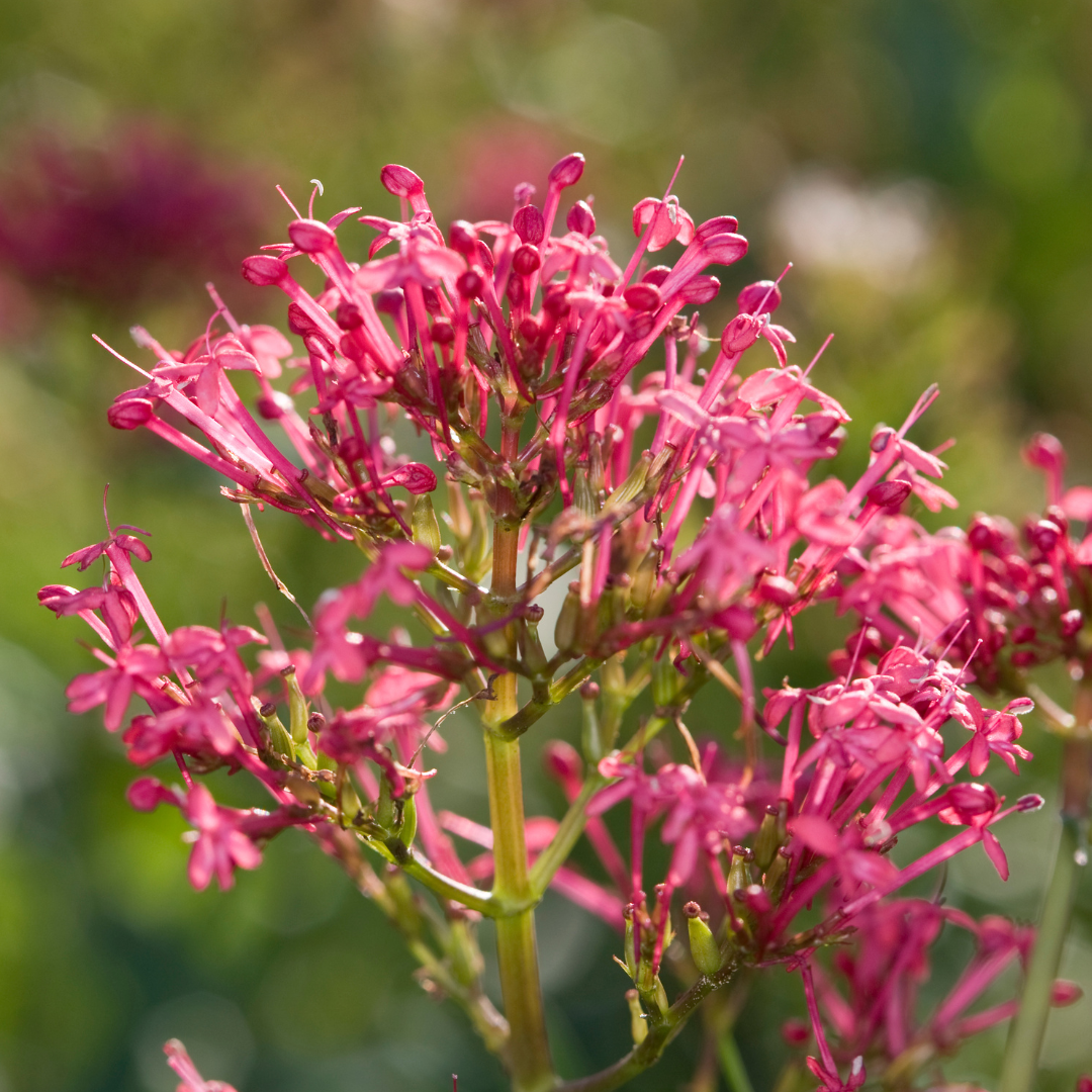 Jupiter's Beard, Red