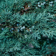 Juniper, Sky High
