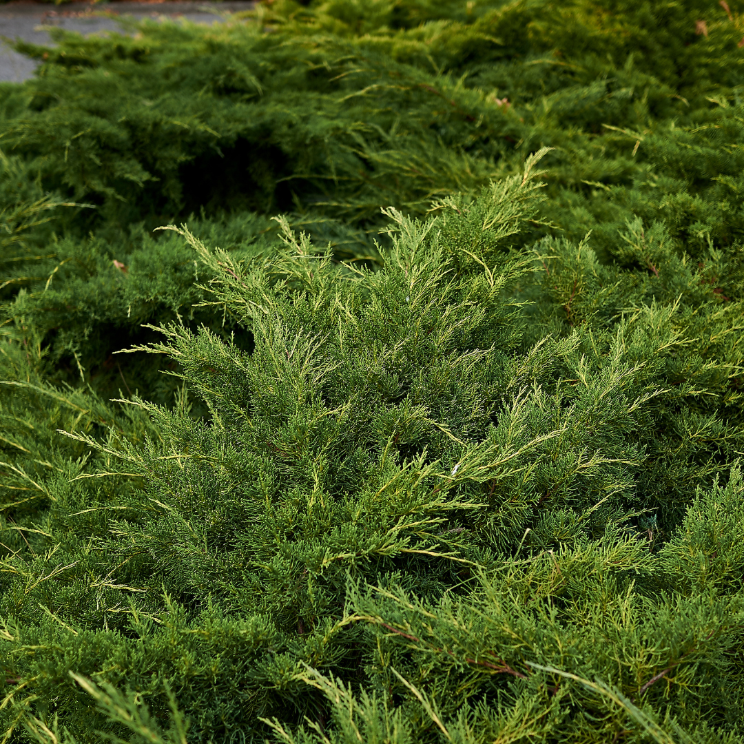 Juniper, Sierra Spreader