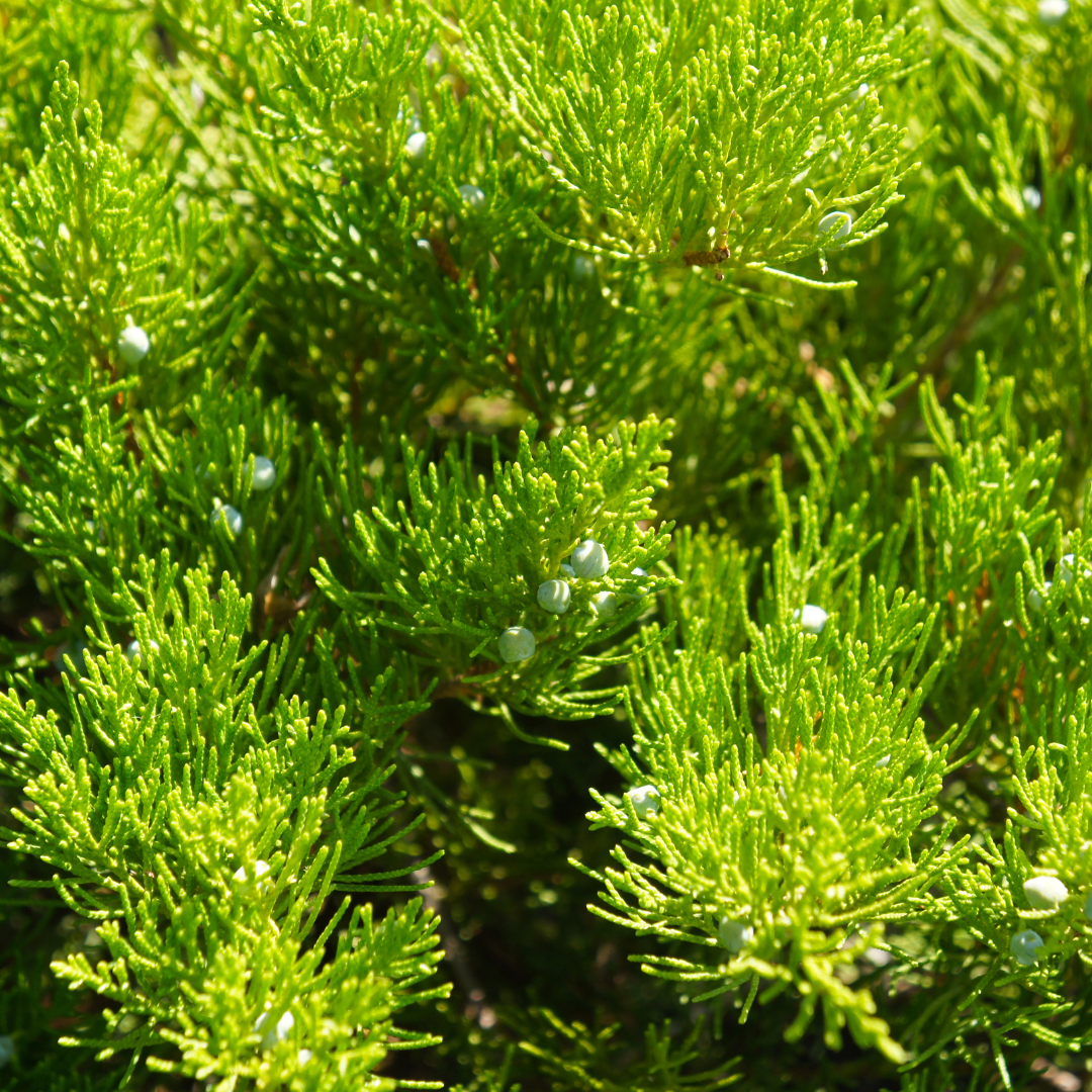 Juniper, Broadmoor
