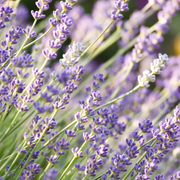 Lavender, Munstead