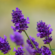 Lavender, Hidcote Superior