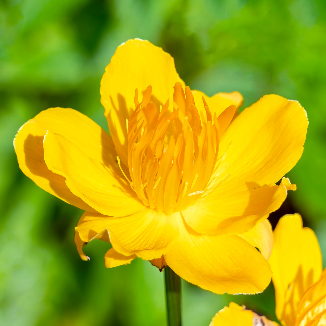 Globeflower, Golden Queen