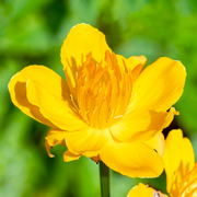 Globeflower, Golden Queen