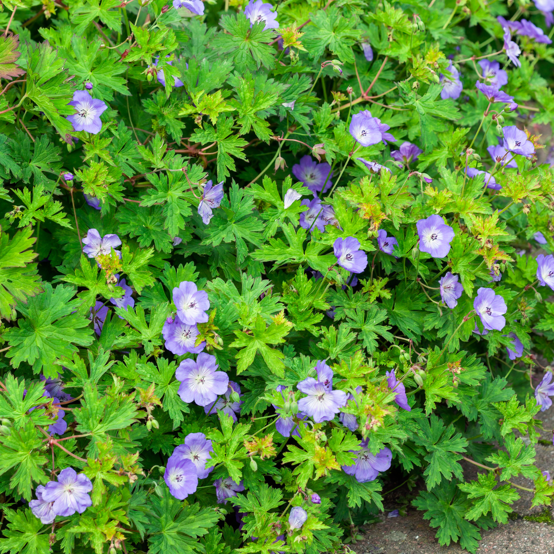 Geranium, Cranesbill Rozanne