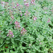 Germander, Wall