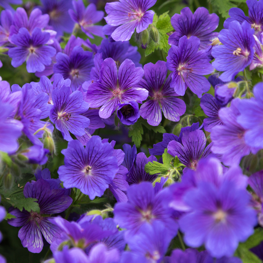 Geranium, Cranesbill Rozanne