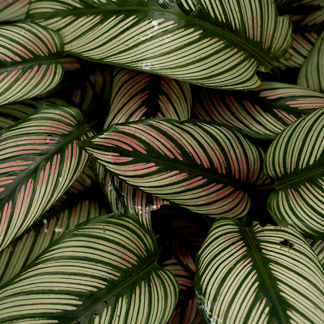 Fossil Creek Nursery