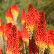 Red Hot Poker, Blue Leaf