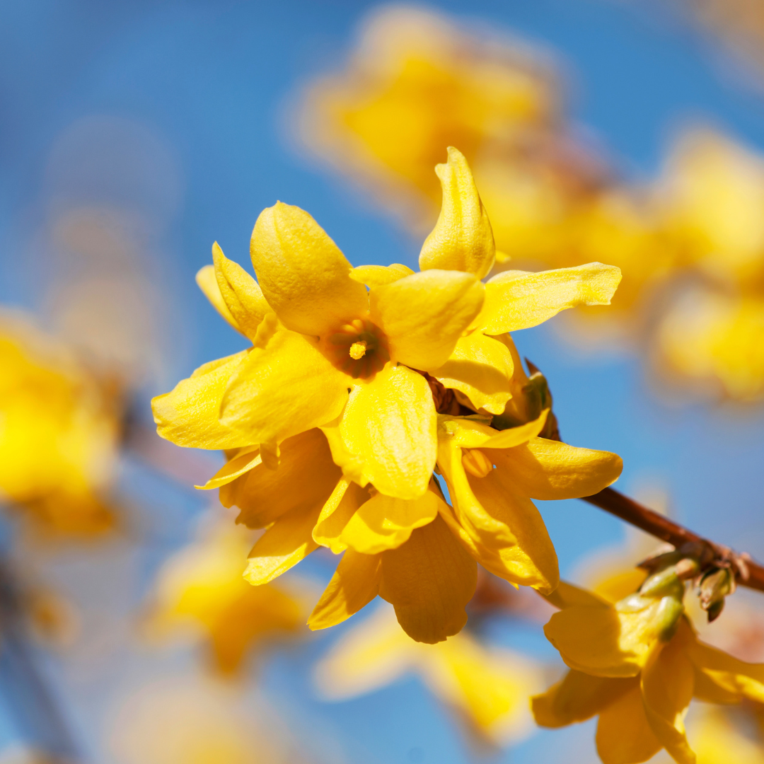 Forsythia, Fiesta