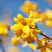 Forsythia, Fiesta