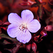 Geranium, Cranesbill Dark Reiter