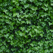 Ivy, English