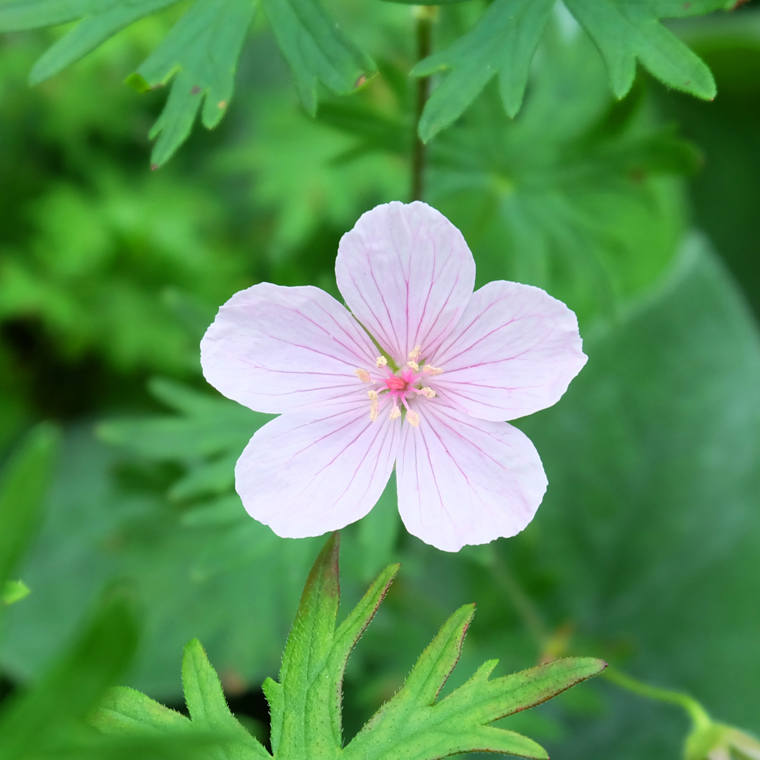 Geranium, Cranesbill Dalmatian