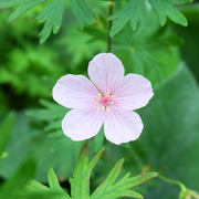 Geranium, Cranesbill Dalmatian