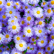 Fleabane, Showy