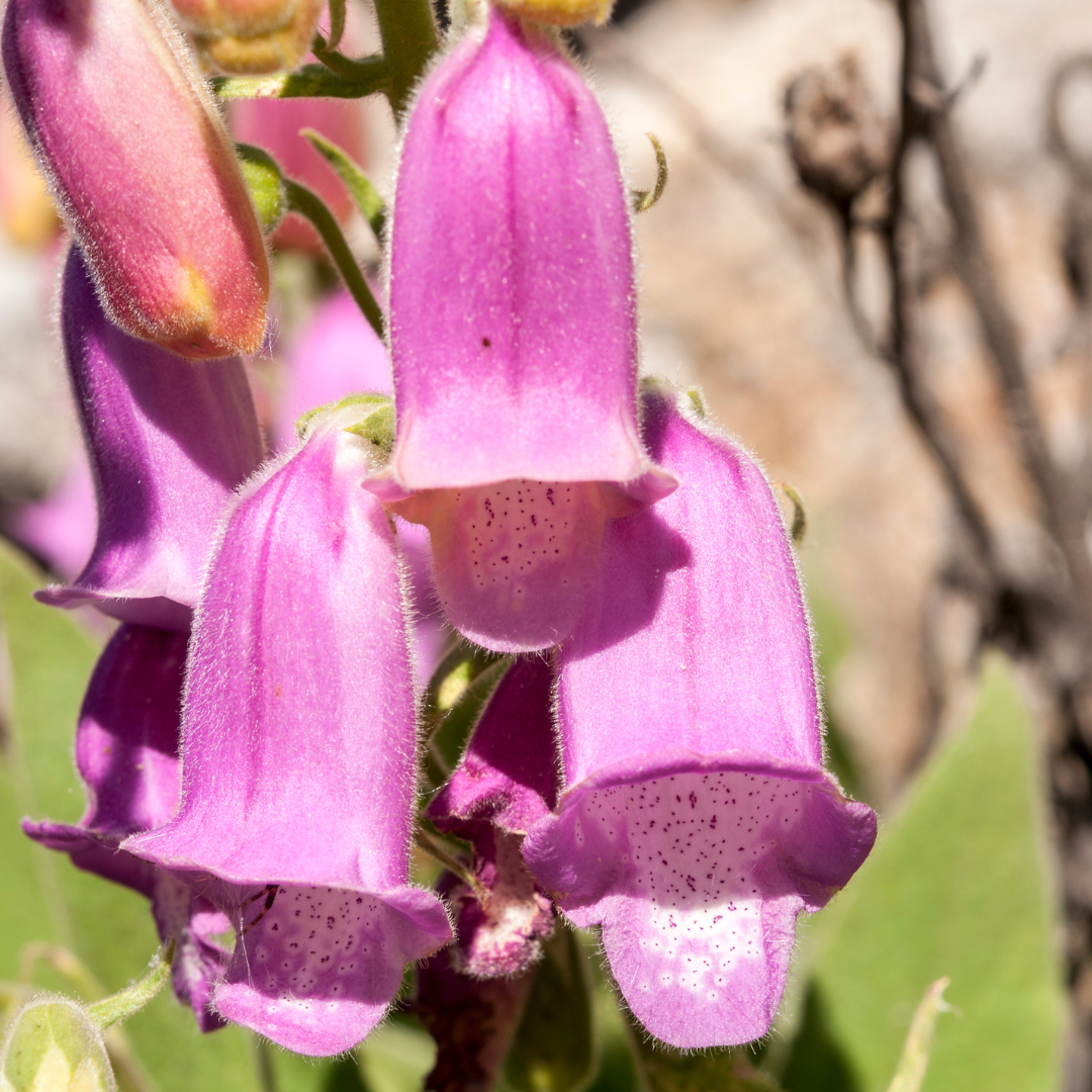 Foxglove, Spanish Peaks