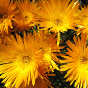 Ice Plant, Yellow