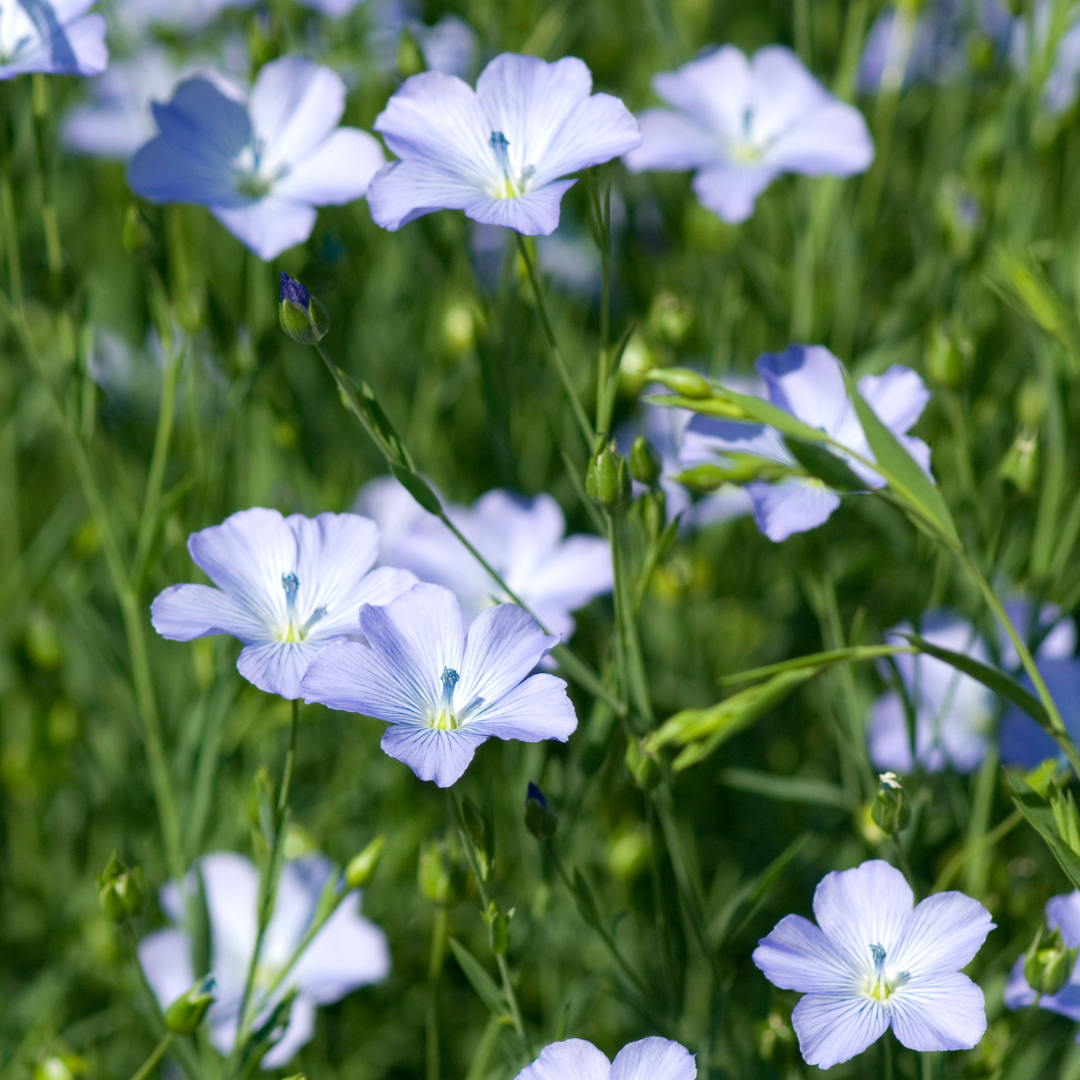 Flax, Blue