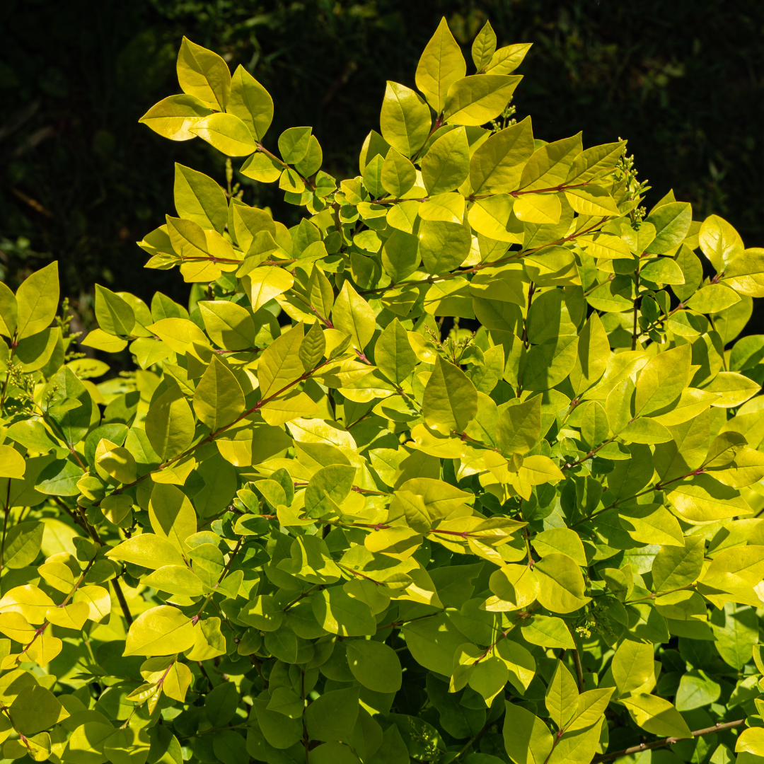 Privet, Golden Vicary