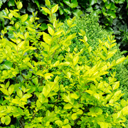 Privet, Golden Vicary