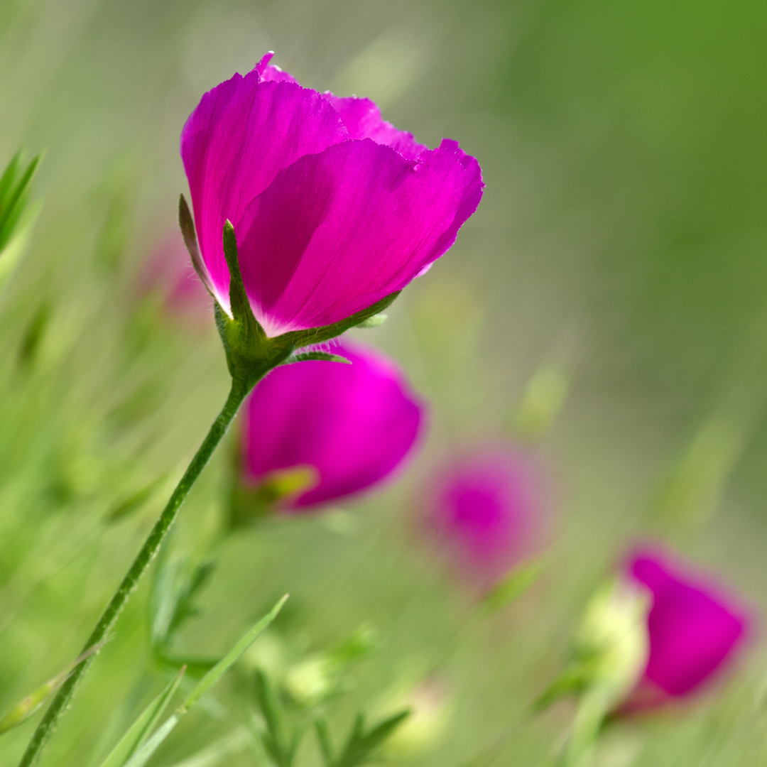 Prairie Winecups (Poppy Mallow)