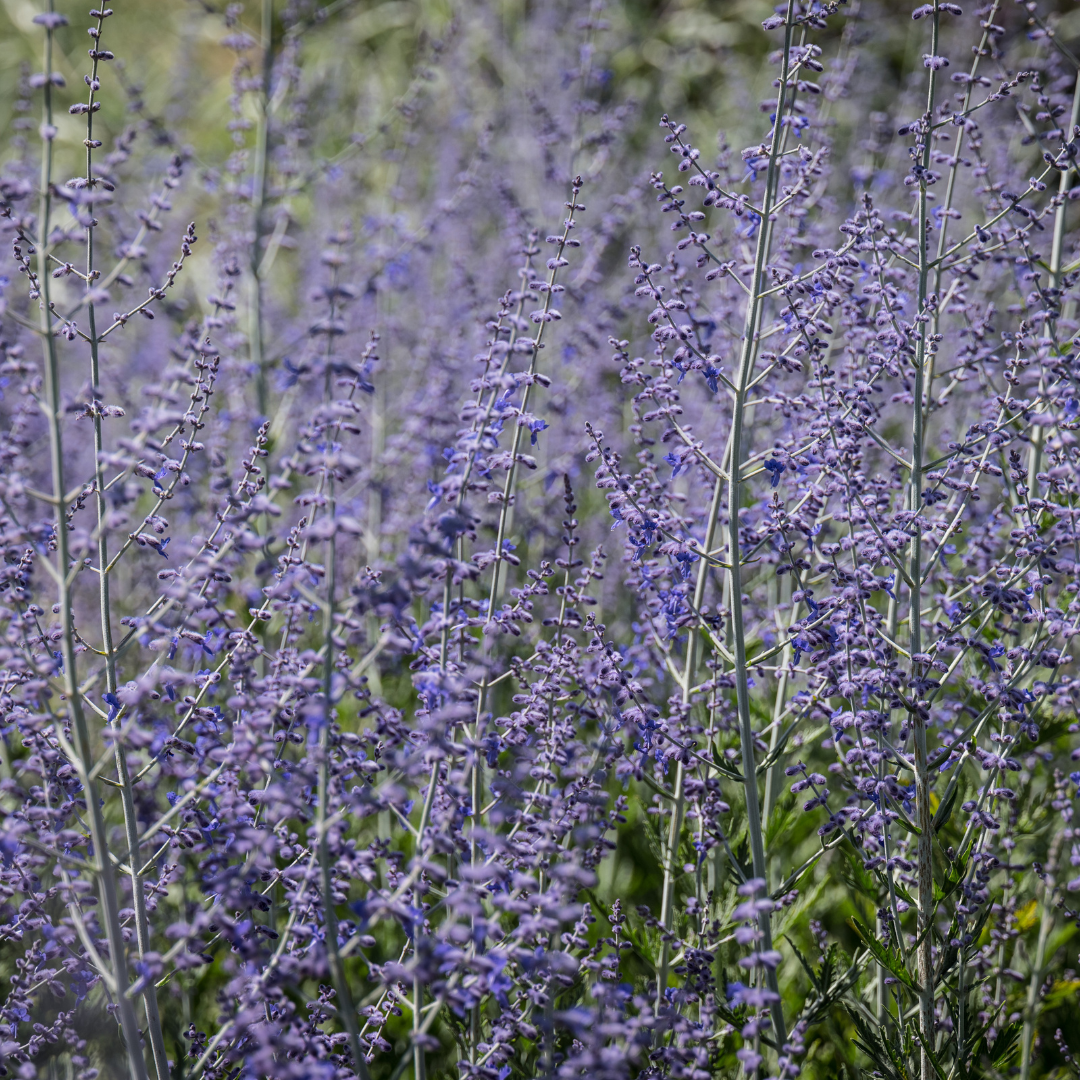 Russian Sage