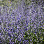 Russian Sage
