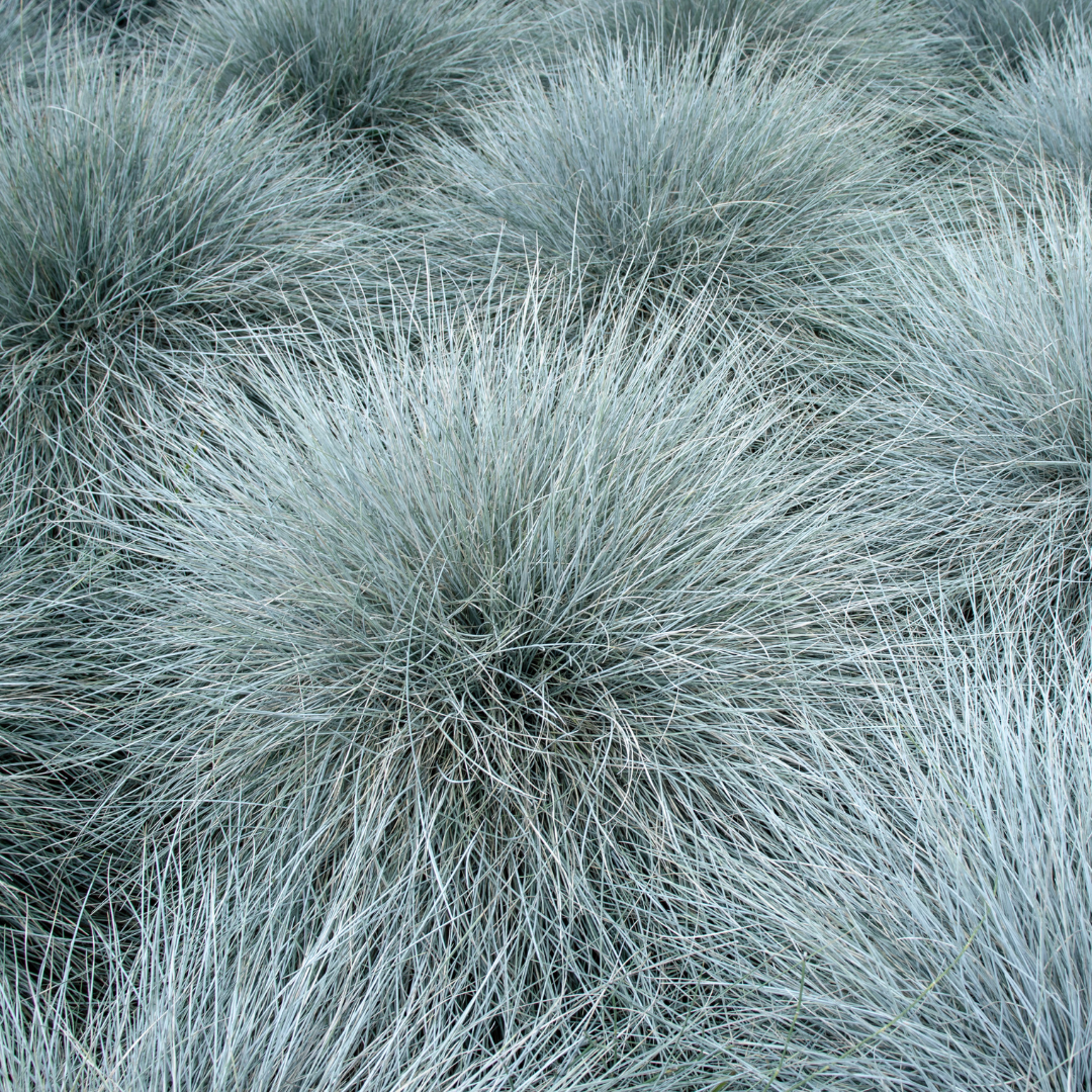Fescue, Blue