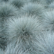 Fescue, Blue