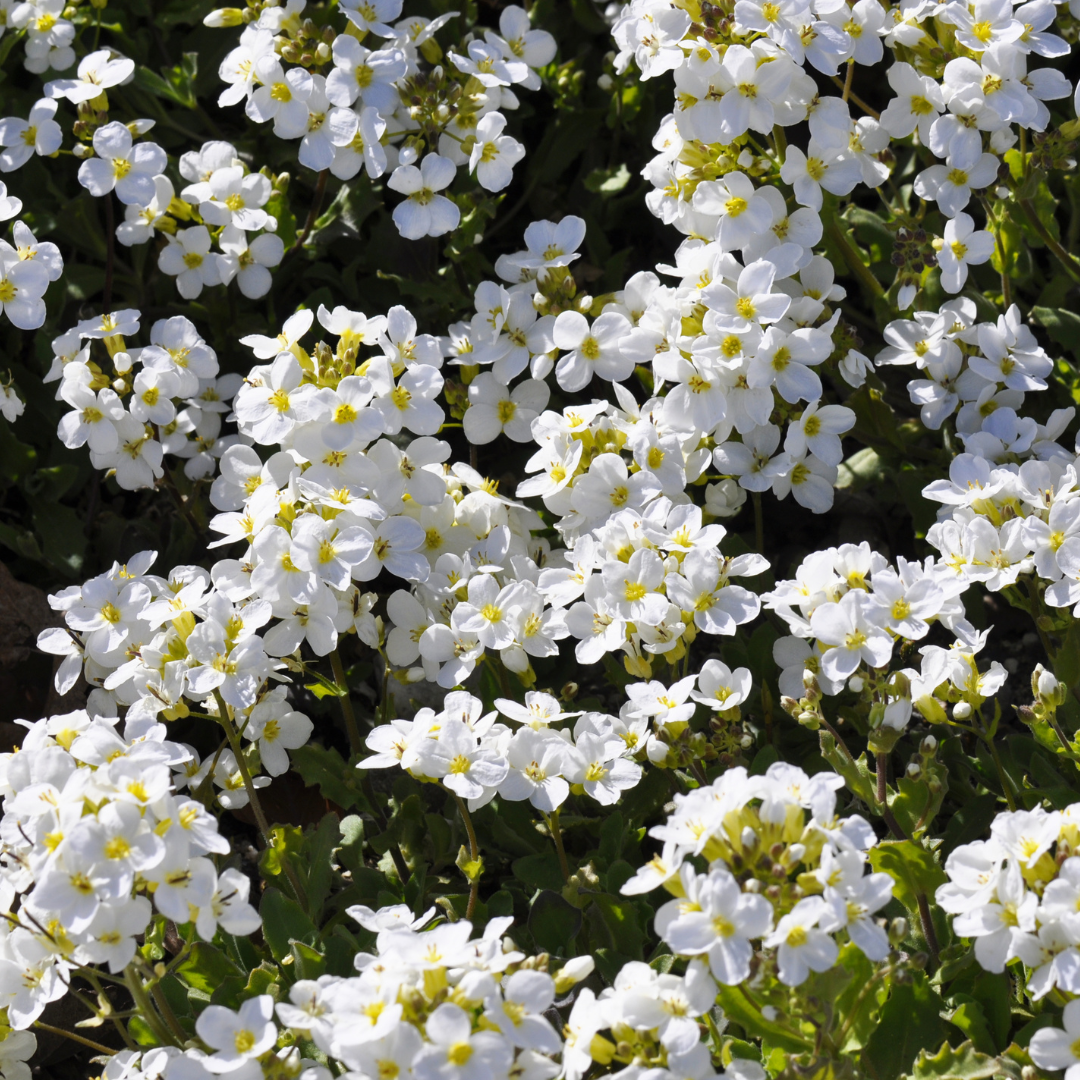 Rock Cress, Snowcap
