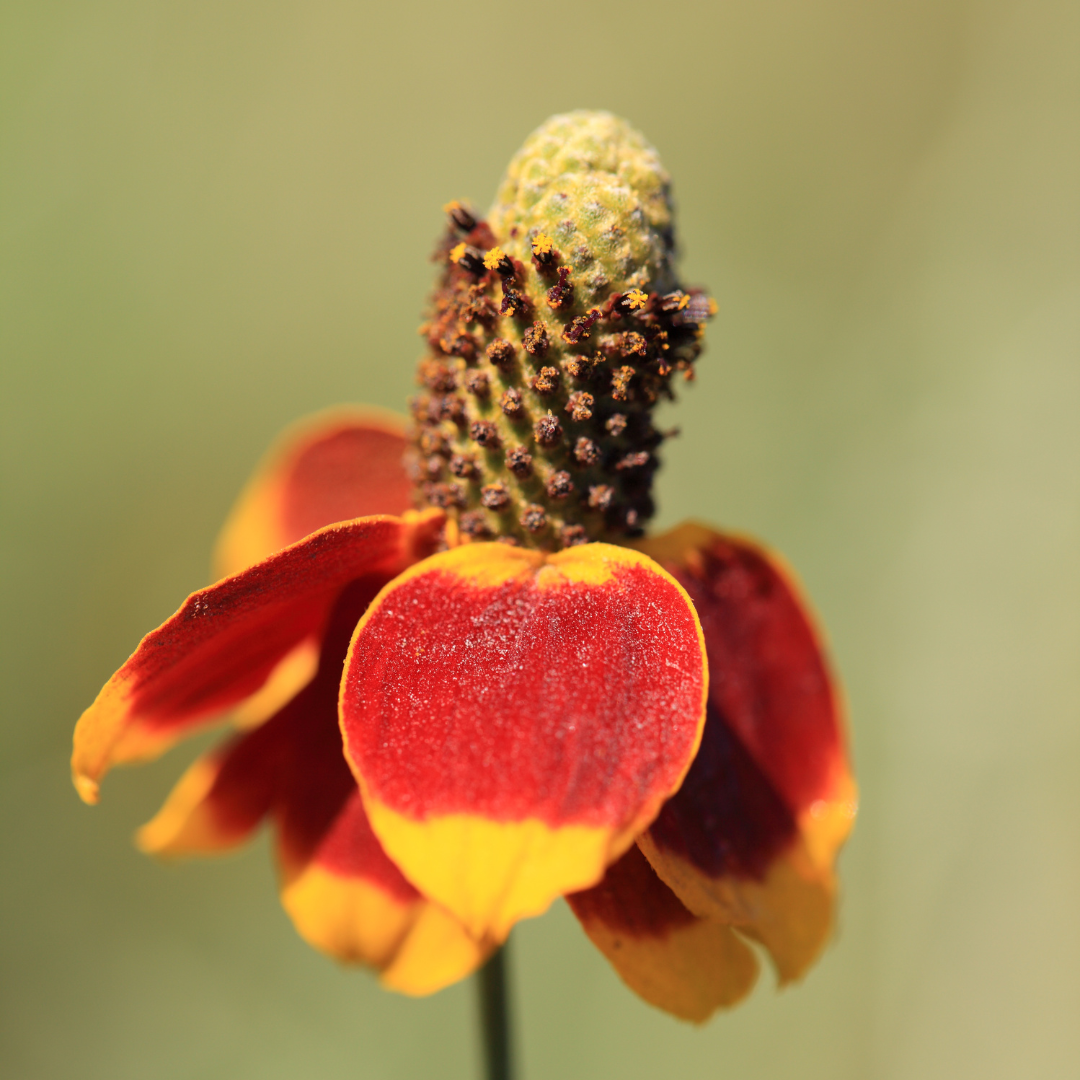 Prairie Coneflower, Red