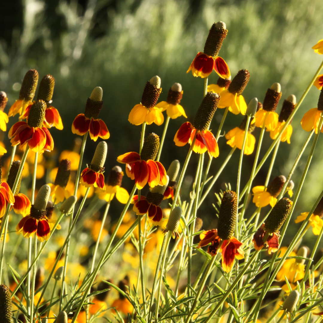 Prairie Coneflower, Red