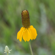 Prairie Coneflower, Common
