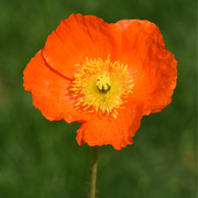 Poppy, Iceland Champagne Bubbles