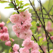Plum, Double Flowering