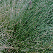 Joint Fir, Bluestem Dwarf