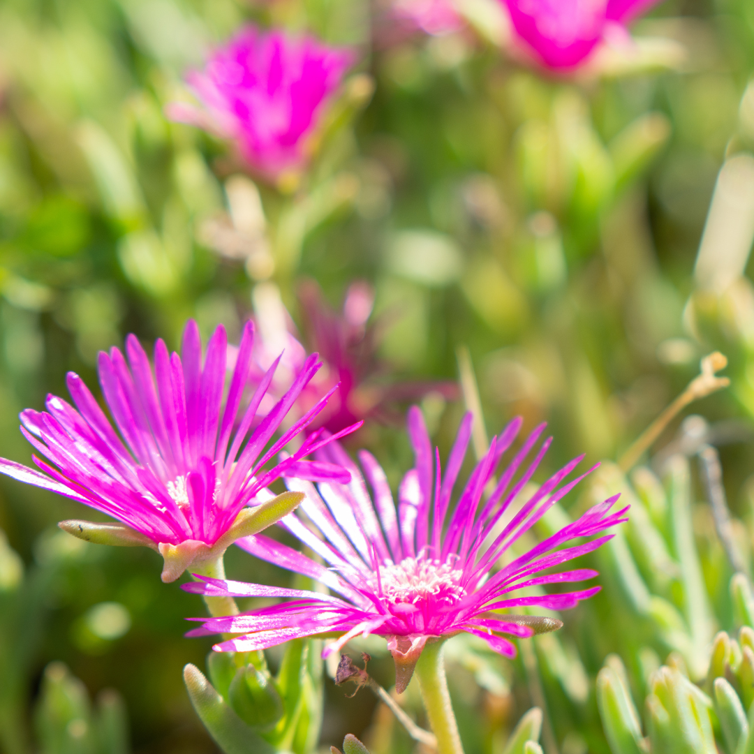 Ice Plant, Table Mountain