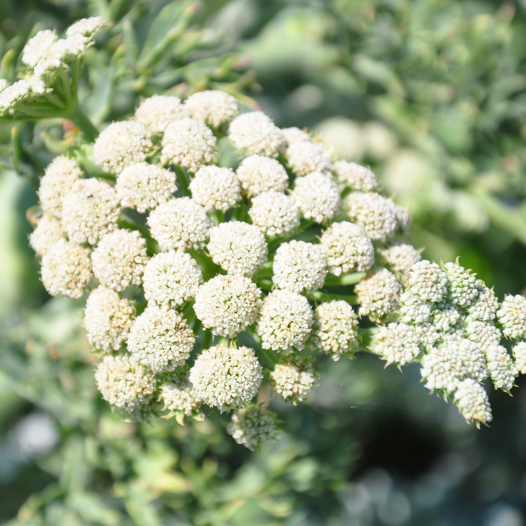 Moon Carrot