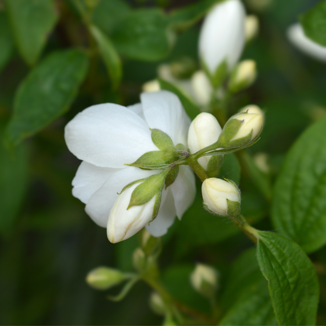 Mockorange, Snowbelle