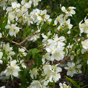 Mockorange, Cheyenne