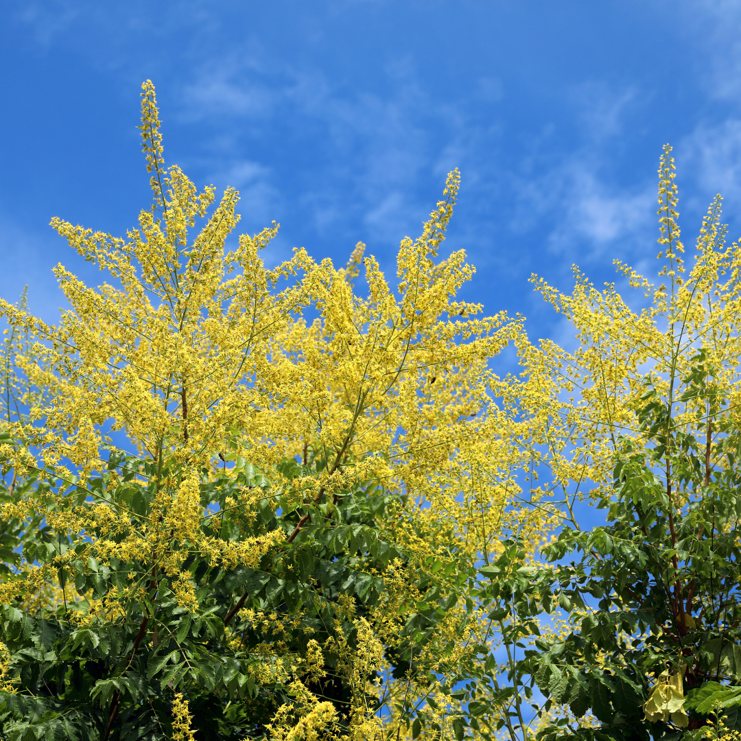 Goldenrain Tree