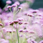 Joe Pye Weed, Gateway