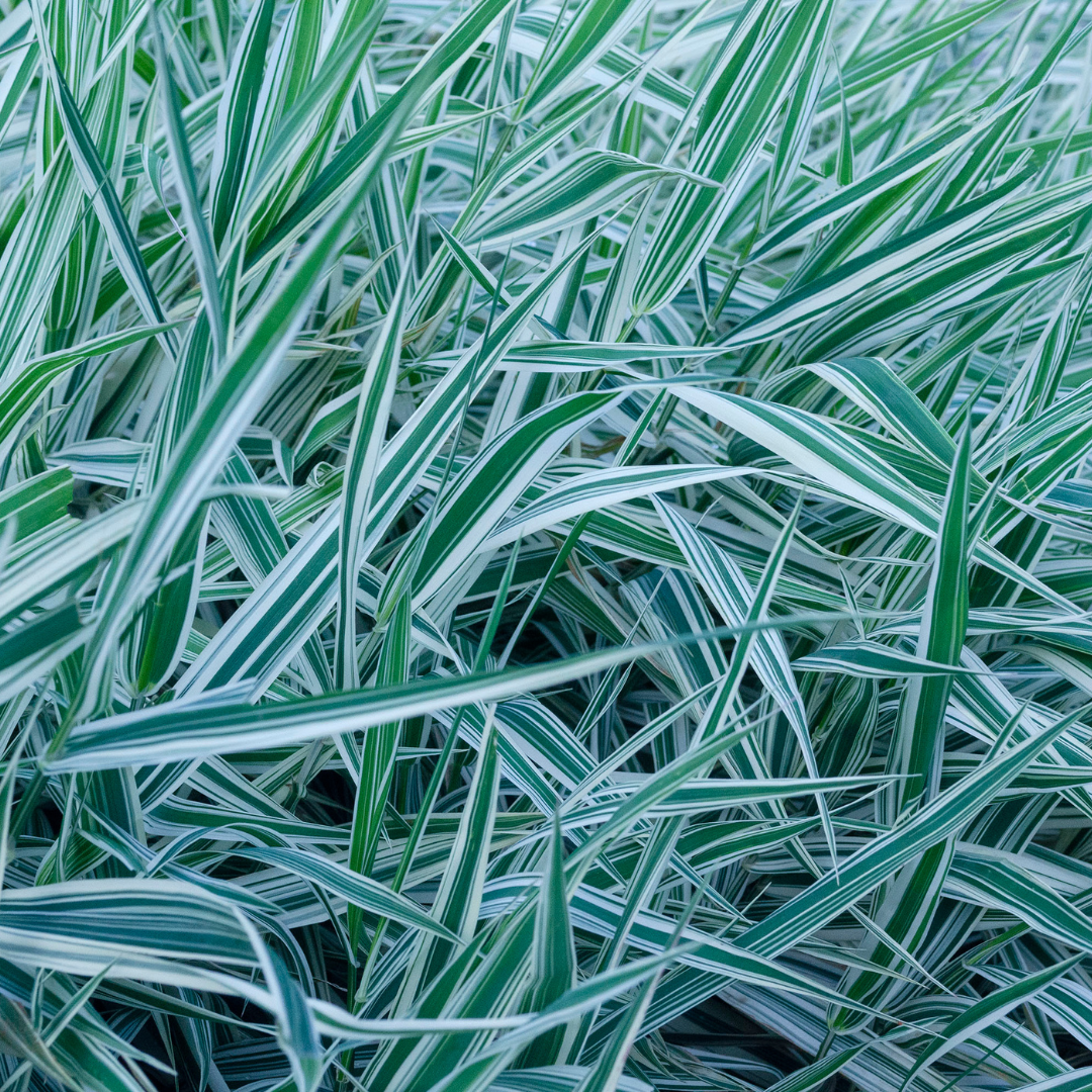 Ribbon Grass