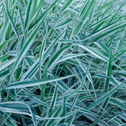 Ribbon Grass