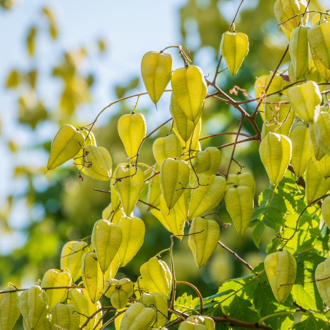 Goldenrain Tree