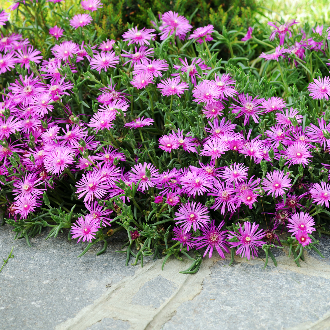 Ice Plant, Table Mountain