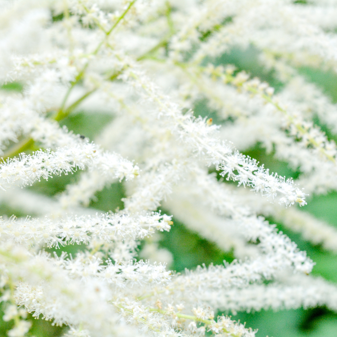 Goatsbeard